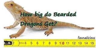 How Big Do Bearded Dragons Get Full Size Chart Faunalicious