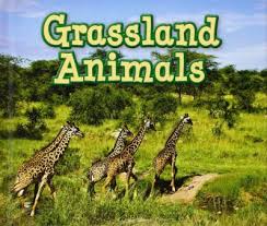 The habitat of an animal or plant is the natural environment in which it normally lives. Grassland Habitats Theschoolrun