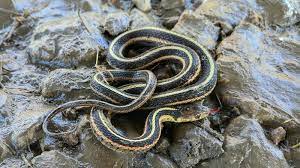 the harmless garter snake is your