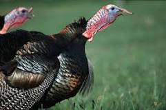 what-is-a-female-turkey-with-beard-called