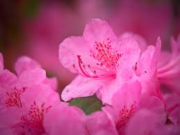 pink flowers background royalty free photo