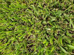 issues with st augustine gr lawn