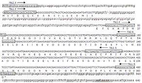 amino acid sequence of sheep tnnc2