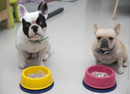 Are You Feeding Your Dog The Right Amount