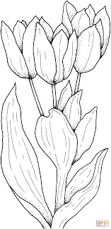 Coloring Pages Tulips Flowerng Page Free Printable Pages