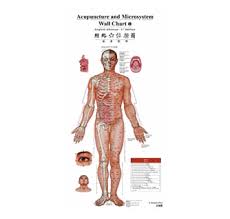 Acupuncture And Microsystem Wall Chart English Chinese
