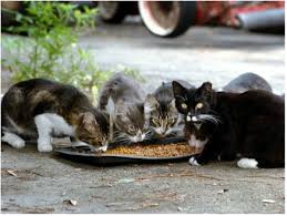 stray vs feral cats what you need to