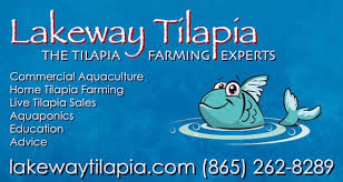 nutritional value of tilapia