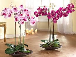 Почему погибают орхидеи #плесень_на_орхидее #орхидеи #orchids как выращивать орхидеи_башмачки #пафиопедилум#фрагмипедиум#. Orhideya Falenopsis Uhod Cvetenie Peresadka I Razmnozhenie