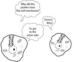 Just like the cell membrane works as a base where cytoskeleton get attached, in case of plant. Animal Cell Diagram