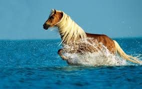 cute horse wallpapers 54 pictures