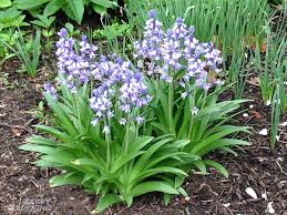 Well, luckily there's a simple. Unusual Flower Bulbs For Your Garden And How To Plant Them