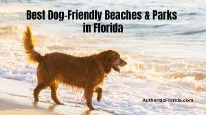 dog friendly beaches parks in florida