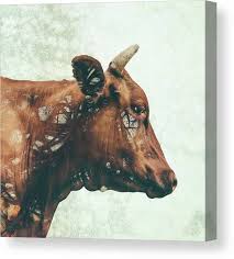 Our farm animals canvas art is stretched on 1.5 inch thick stretcher bars and may be customized with your choice of black, white, or mirrored sides. Farm Animal Canvas Prints Fine Art America