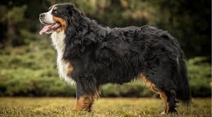 Bernese Mountain Dog Shedding How Much