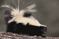 what-is-a-group-of-skunks-called