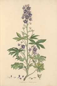 Delphinium Staphisagria. Illustration taken from 'Flora Graeca' by ...