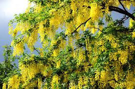 summer tree desktop wallpapers 1440x900