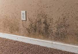 Signs You Could Have Black Mold In Basement