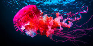pink jellyfish images browse 243