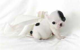 16 super cute baby puppies photos