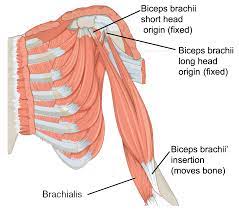 This is the coracoid process. Muscles Of The Upper Arm Human Anatomy And Physiology Lab Bsb 141