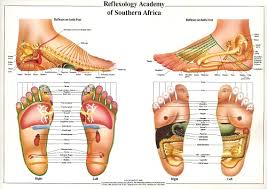Reflexology Academy Of Sthn Africa C Stormer Foot Wall Chart
