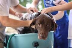 can-you-give-a-dog-a-bath-while-on-period