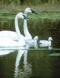 Do Swans Kill Themselves? 