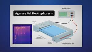 agarose gel electropsis definition