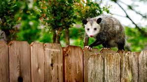 How many hours a day do possums sleep. 13 Facts About Opossums Mental Floss