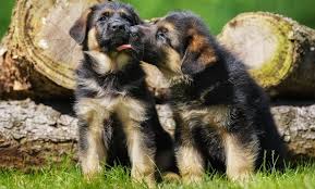 When puppies are playing, biting, and nipping each other play time stops when one of the puppies lets out a yelp and walks away. How Much To Feed A German Shepherd Puppy 4 Week 6 Week 8 Week