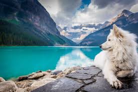 wallpaper 4k dog lake louise wallpaper