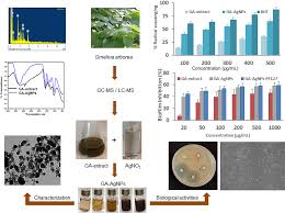 sustainable phyto fabrication of silver