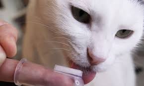 gingivitis in cats zoetis petcare