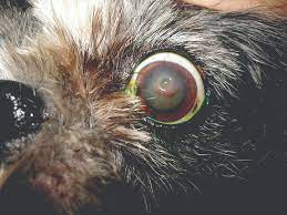 managing canine corneal ulcers today