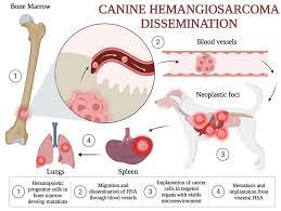 canine hemangiosarcoma