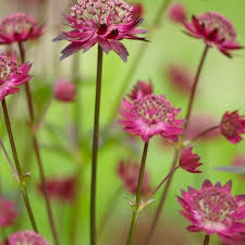 Want to know which flowers create the longest lasting bouquets? Eight Great Long Flowering Plants For The June Garden
