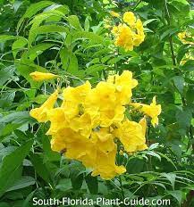 10 stunning yellow flowering shrubs. Yellow Elder