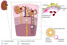 schematic view of kidney structures