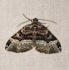 toothed brown carpet moth xanthorhoe