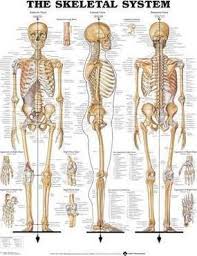 The Skeletal System Anatomical Chart Anatomical Chart