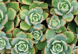 how to prepare your succulents for winter