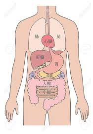 From wikimedia commons, the free media repository. Human Body Structure Of Internal Organs Digestive System Male Royalty Free Cliparts Vectors And Stock Illustration Image 154866826