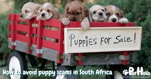 avoid puppy scams in south africa