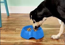 We did not find results for: 18 Best Food Puzzles For Cats And Dogs The Strategist