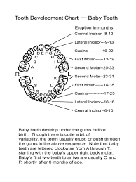 Baby Teeth Chart 4 Free Templates In Pdf Word Excel Download