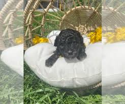 poodle toy puppies near