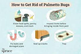 how to get rid of palmetto bugs so they