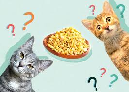 Can Cats Eat Lentils Nutritional Facts
